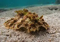 Miamira miamirana