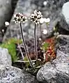 Saxifraga nivalis à l'île de Spitzberg