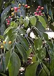 Micromelum minutum (fruits et feuilles).