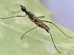 Micropeza corrigiolata, un Micropezidae.