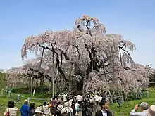 le Miharu Takizakura.