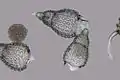 Polycystines (Retaria : Radiolaria)