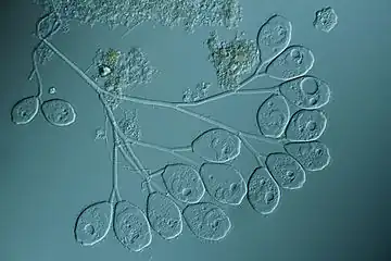 Vorticella sp., un cilié colonial.