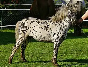 Poney Mini-Appaloosa