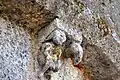 Homme ithyphallique et rapace