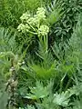 Inflorescence.