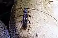 Molorchus minor (Linnaeus, 1758)