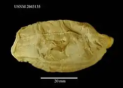 Molpadia liska