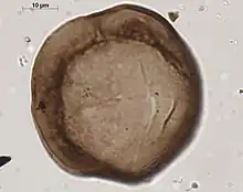 Monade de cryptospore ( Gneudnaspora divellomedia)
