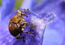 Un charançon : Mononychus punctum album