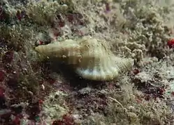 Monoplex mundus.