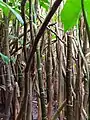 Pieds d'une population de Montrichardia arborescens