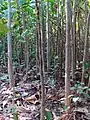 Pieds d'une population de Montrichardia arborescens