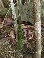 Jeune pied de Montrichardia arborescens