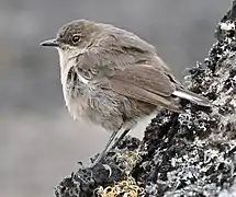 Un Traquet afroalpin (Cercomela sordida) au Kilimandjaro.