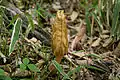  Photo de Morchella costata
