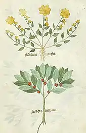 Dessin de plantes en couleur, comme aplaties en herbier : en haut une rosette d'hélianthème, plante à petites feuilles avec de grandes fleurs jaunes ; en bas un pied de Fusain portant de petits fruits rouges à l'aisselle des feuilles.