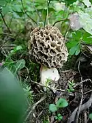 Morchella esculenta