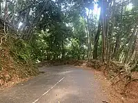 Route dans le parc.