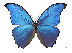 Insecte ailé (Morpho didius)