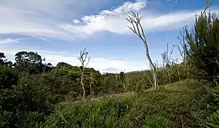 Le mont Méru vu en arrière-plan à travers la végétation composant la forêt pluviale.