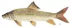 Chevalier rouge (Moxostoma macrolepidotum)