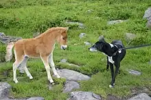 Jeune poulain roux curieux d'un chien domestique tenu en laisse.