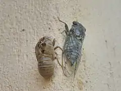 4e&nbsp;étape de la mue - la cigale est sortie (couleur grise) (14h30)