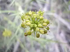 Azorella prolifera