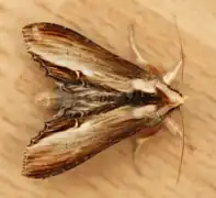 Papillon vivant.