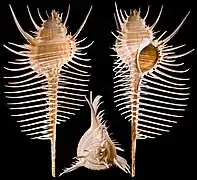 Murex pecten - Apex et profils du même spécimen