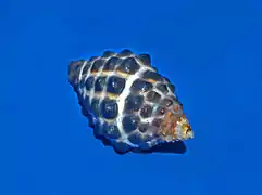 Morula granulata