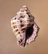 Muricodrupa fiscella.