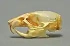 Souris d'Afrique du Nord