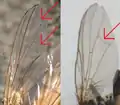 Comparaison des ailes.