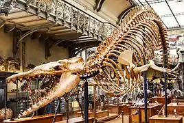 Cynthiacetus