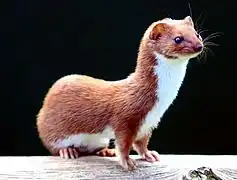 Belette (M. nivalis)