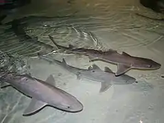 Mustelus canis.