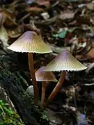 Photographie de Mycena galericulata