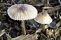Cuticule pectinée et marge cannelée(Mycena rubromarginata)