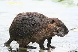 Ragondin.
