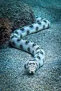 Une anguille-serpent (Myrichthys ocellatus), qui fait partie des poissons.