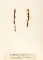 Myriotrichia claviformis (sur Scytosiphon lomentaria), planche de l'herbier des frères Crouan (Pierre-Louis et Hippolyte-Marie).