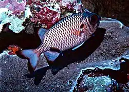 Myripristis adusta