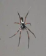 Nephila inaurata madagascariensis.