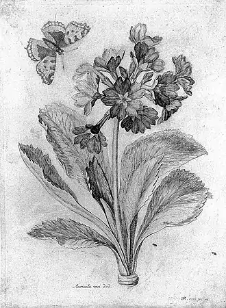 Gravure pour l'AcadémieAuricula vrsi, Dod. (Primula auricula, l'Oreille d'ours, L.)