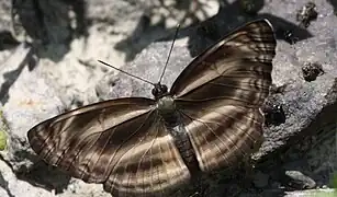 Neptis harita
