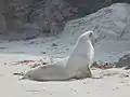 Sur une plage à Dunedin