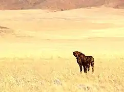 Au sanctuaire faunique de Naankuse&nbsp;(en)