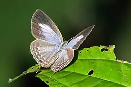 Nacaduba kurava